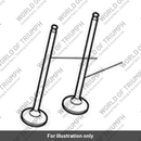 Valve, Exhaust (T1131321)