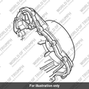 Alternator Cover, Spares (T1262277)
